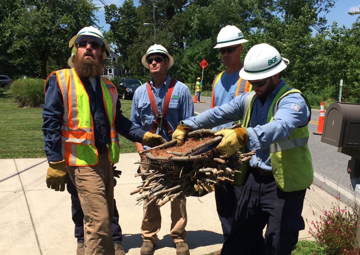 BGE linemen with osprey nest