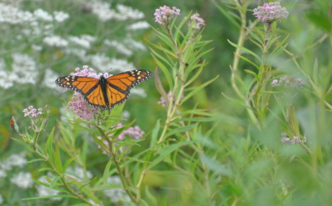 Butterfly in the pollinator garden