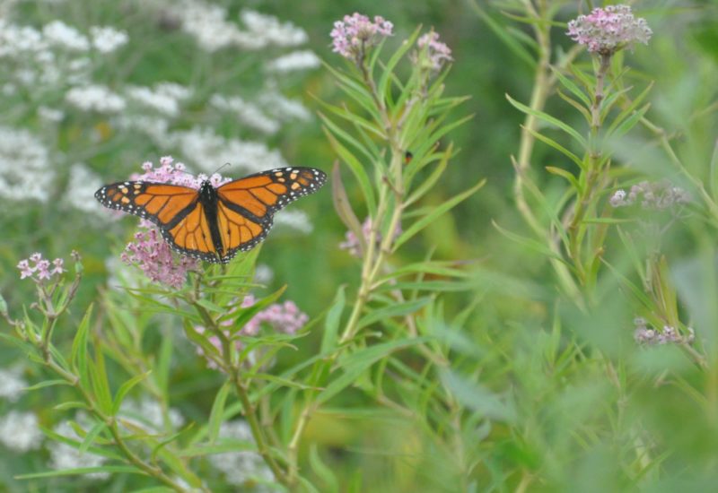 Butterfly in the pollinator garden