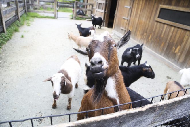 Goat at the zoo