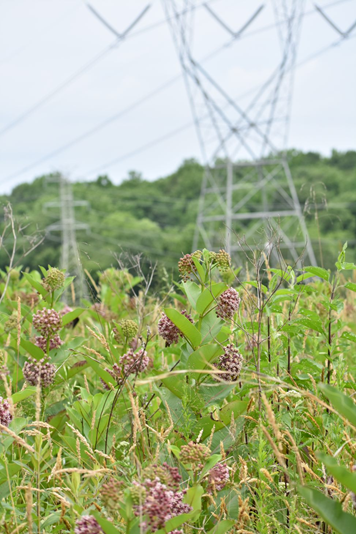 South River Greenway