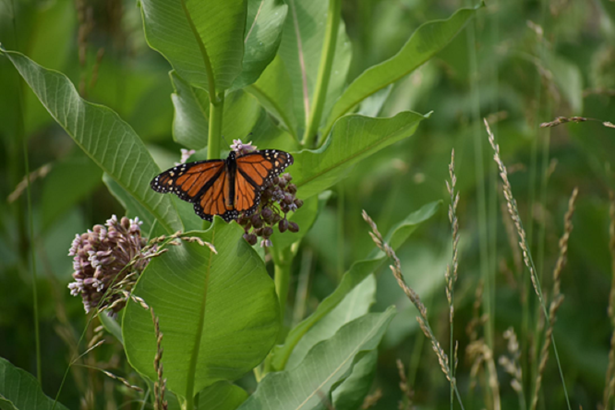 Butterfly in South River Greenway