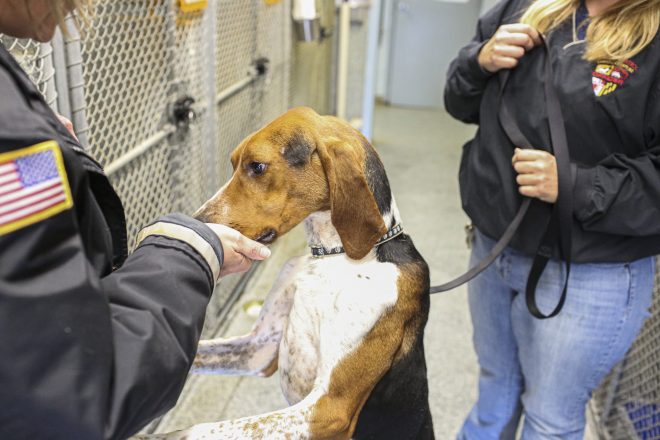 Rescued dog at Carroll County Humane Society