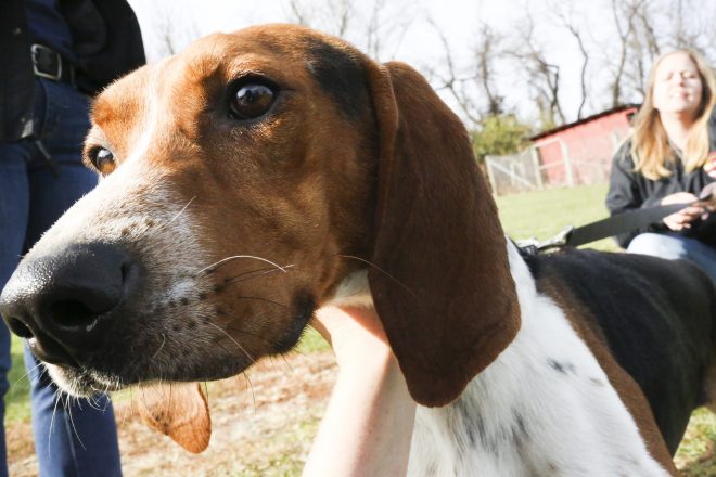Humane Society of Carroll County