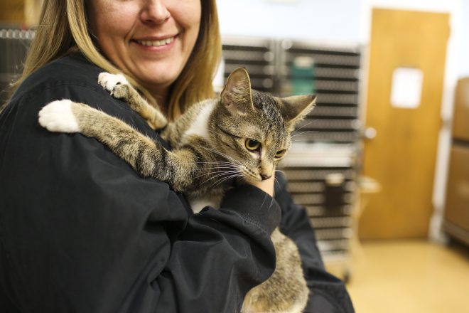 Rescued cat at Humane Society of Carroll County