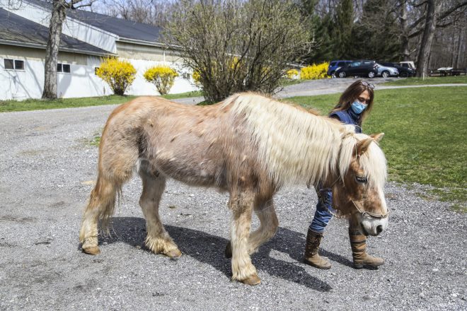 Timberbrook Equine Therapy Farm is Expanding its Services Thanks to new Exelon Grant