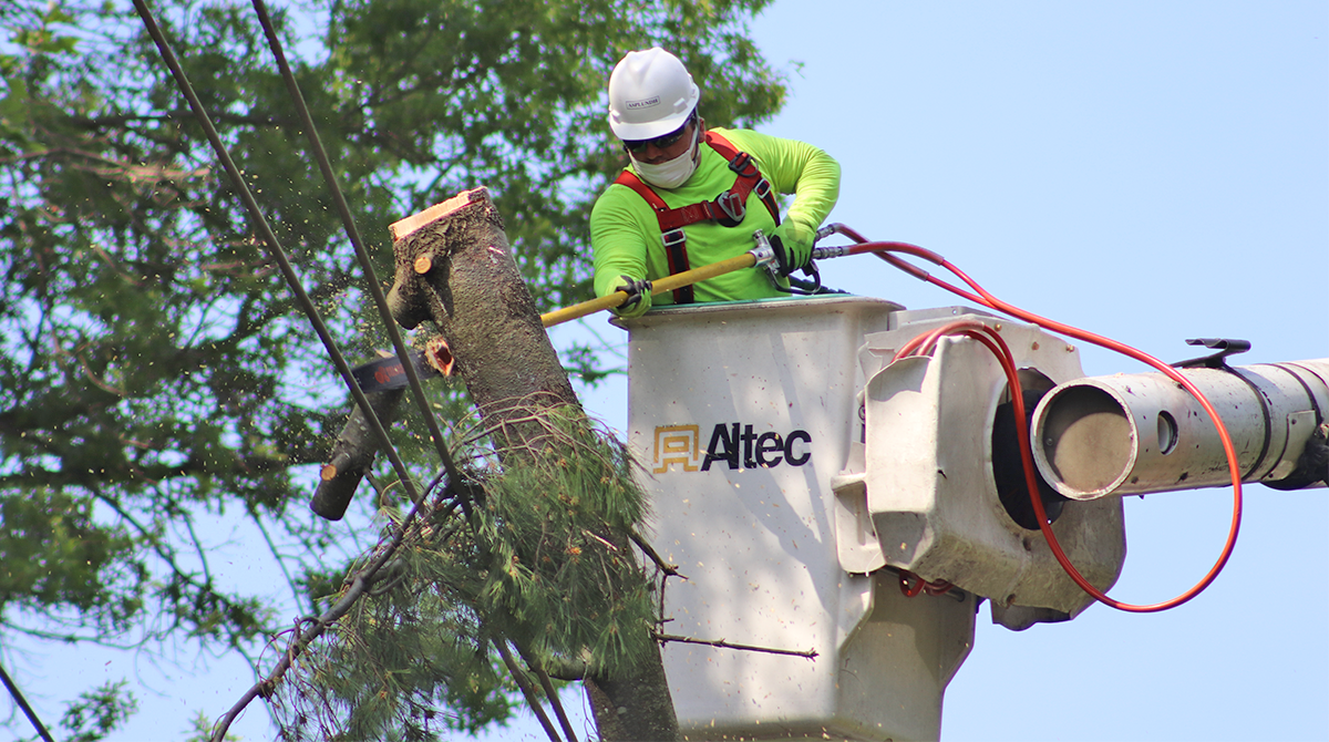 The Vital Role of Trees in PECO’s Energy Efforts PECO Connection