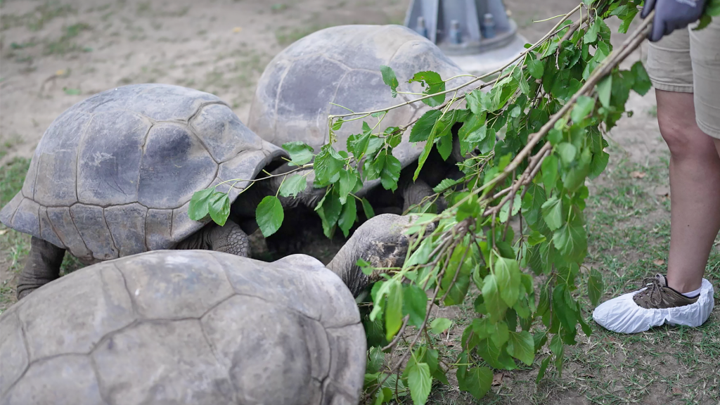 feed animals at philadelphia zoo