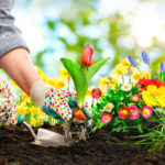 planting flowers