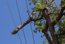 Tree Limb on Wire