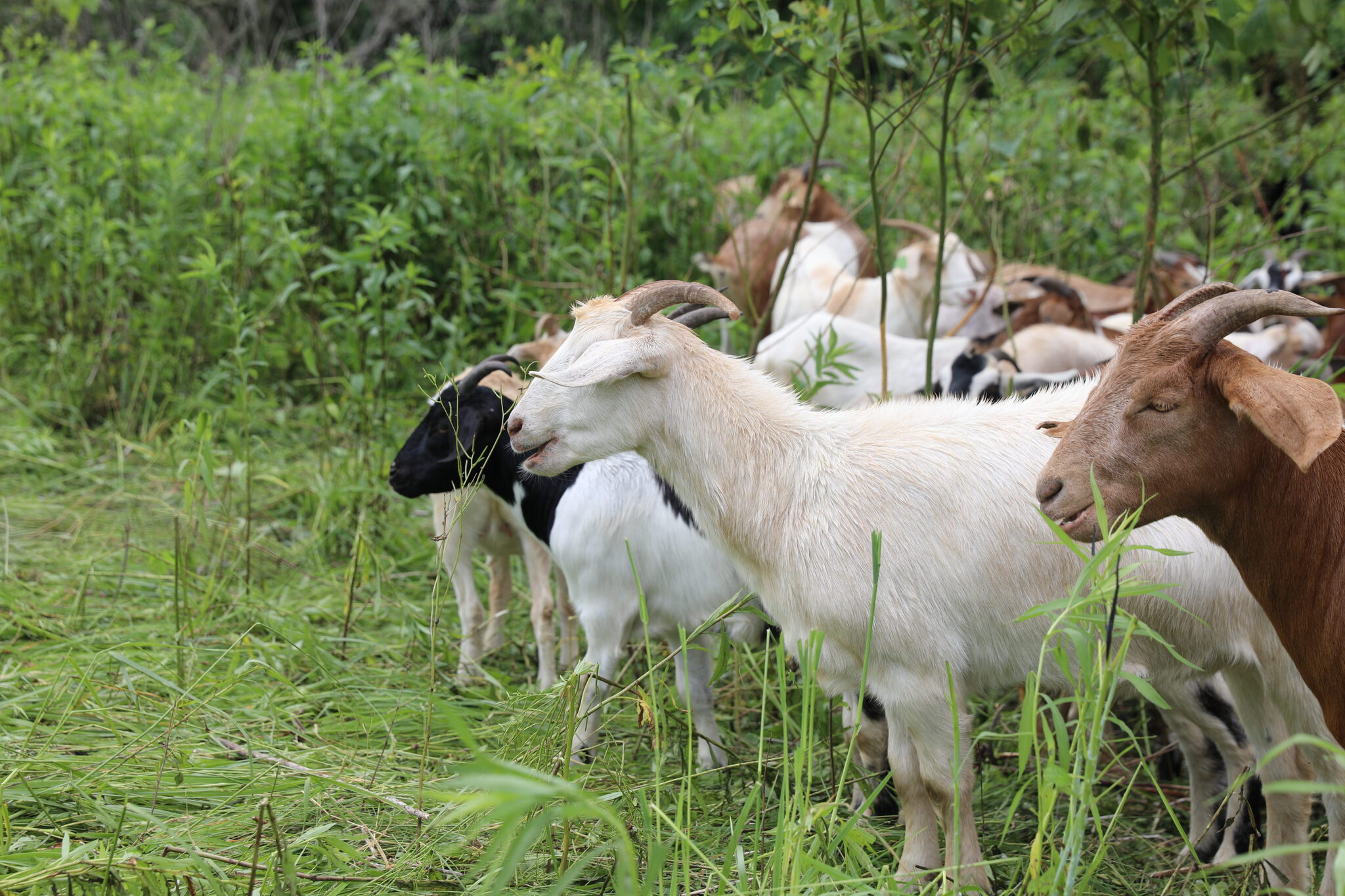 Here we goat again : Powering Lives Network