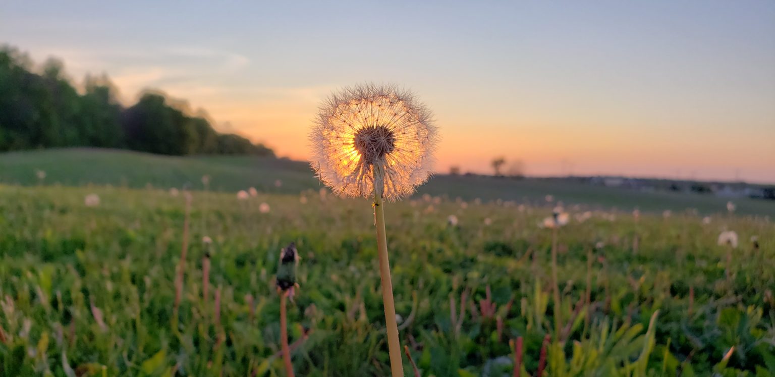 Third Place: Cathy W. -- Hadley Valley Forest Preserve, Will County