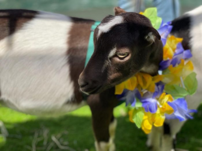 Goats Just Want to Have Fun! : Powering Lives Network