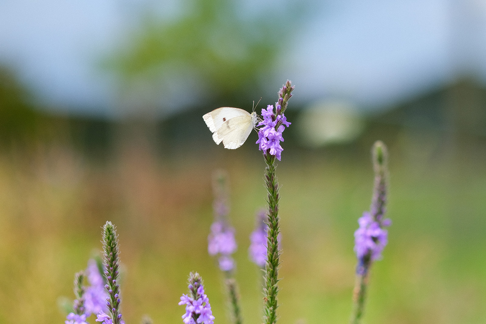 What’s the buzz on pollinator farms? : Powering Lives Network