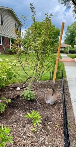 A few young trees planted in Arlington Heights.