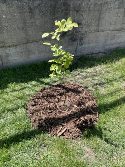 A sampling planted in one of the 30 communities as part of the 2024 Power Planting Program.