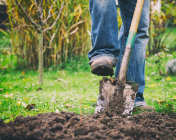 Digging hole for tree 811 Dig