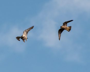 DPL Falcon Cam