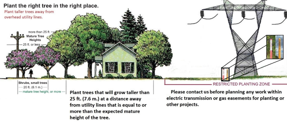 The Tree Utilities Problem Reliable Electricity Through Vegetation Management | The Source